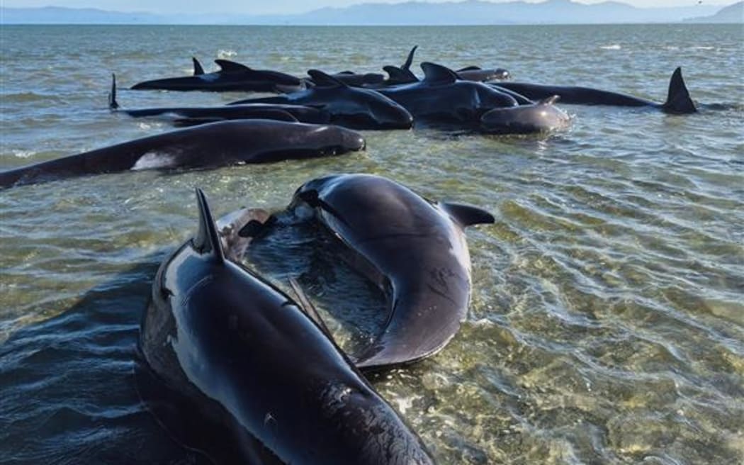 Whales stranded in shallow waters.