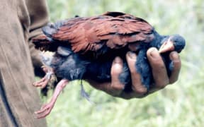 An unfortunate adult Manumea mistakenly shot during pigeon hunting. This is an old photo shared to show the variation in color patterns.