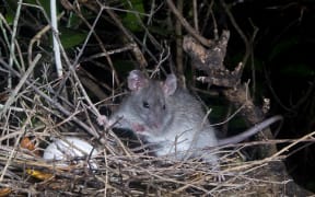 A rat in a bird's nest taking an egg.