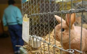 A rabbit in a cage.