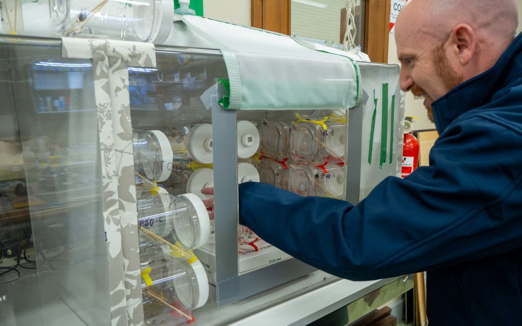A man in a navy lab coat reaches into a large box where tens of plastic containers are stacked.