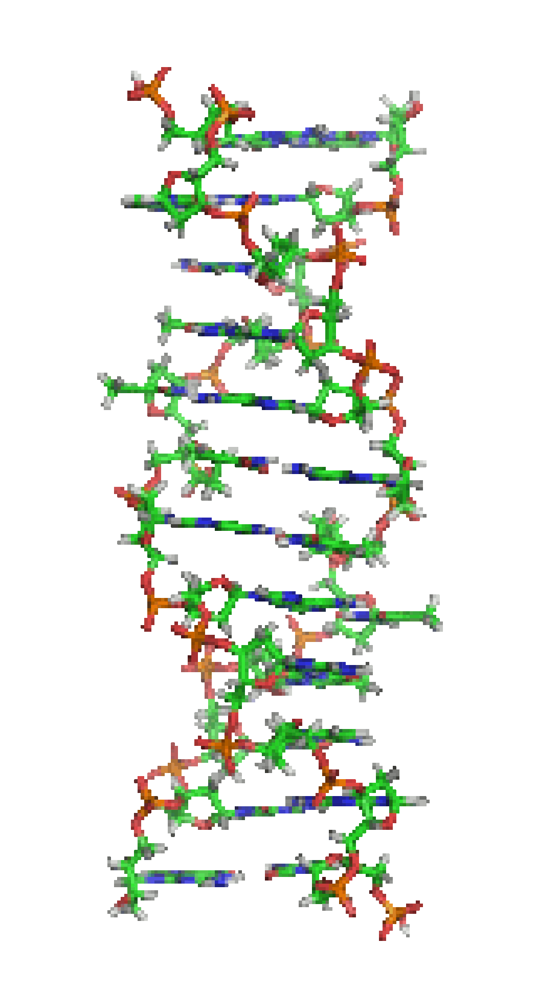 Z-DNA, a DNA conformation