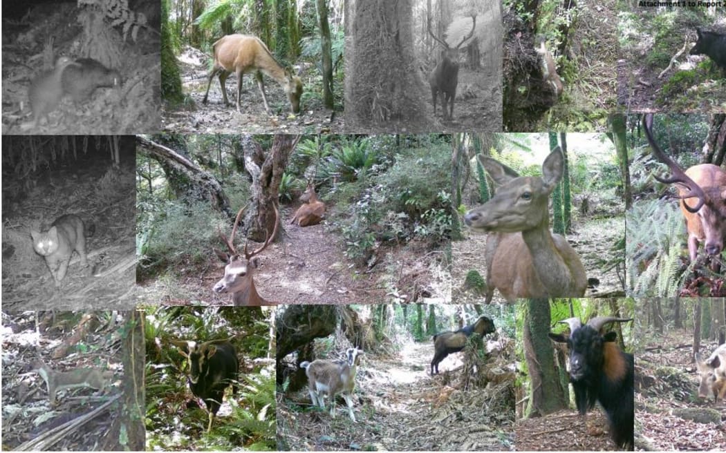 animals are those that have been caught on camera in the forest.