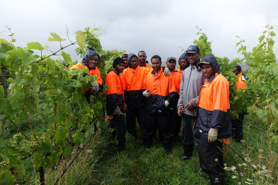 Ni-Vanuatu RSE workers working for contractor Hortus in the vineyard.