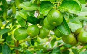 Fresh limes on tree.