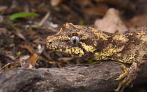 Forest Gecko (Mokopirirakau granulatus)