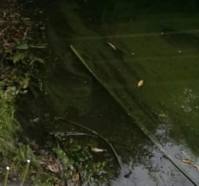 Millions worldwide rely on lakes contaminated by algal blooms.