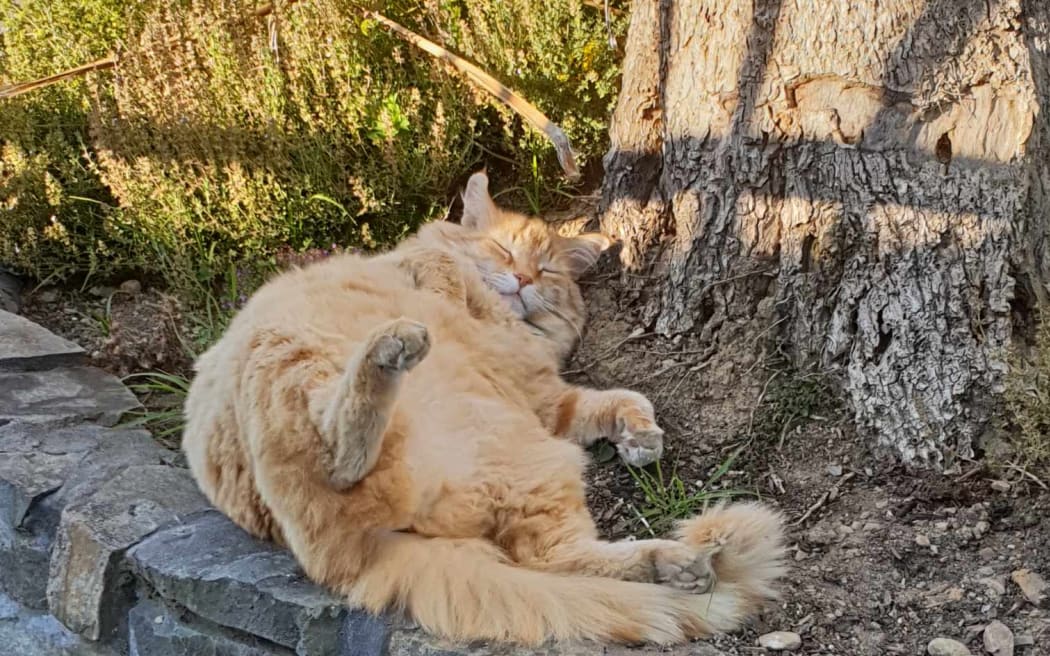 Helen Clark the cat laying at the base of a tree.