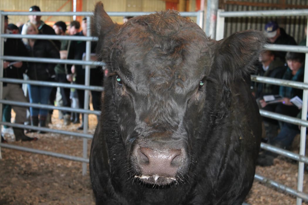 Angus Bull