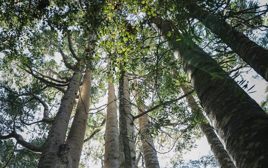 Kauri trees