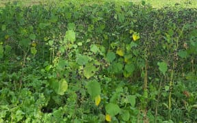 Velvetleaf
