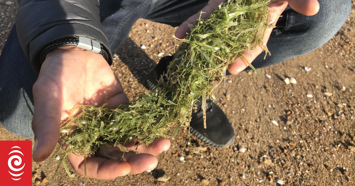 The smothering weed spreading fast and far | RNZ