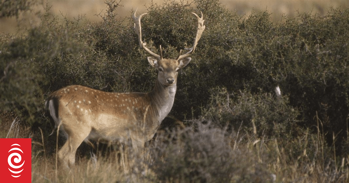 Calls for urgent action over deer control