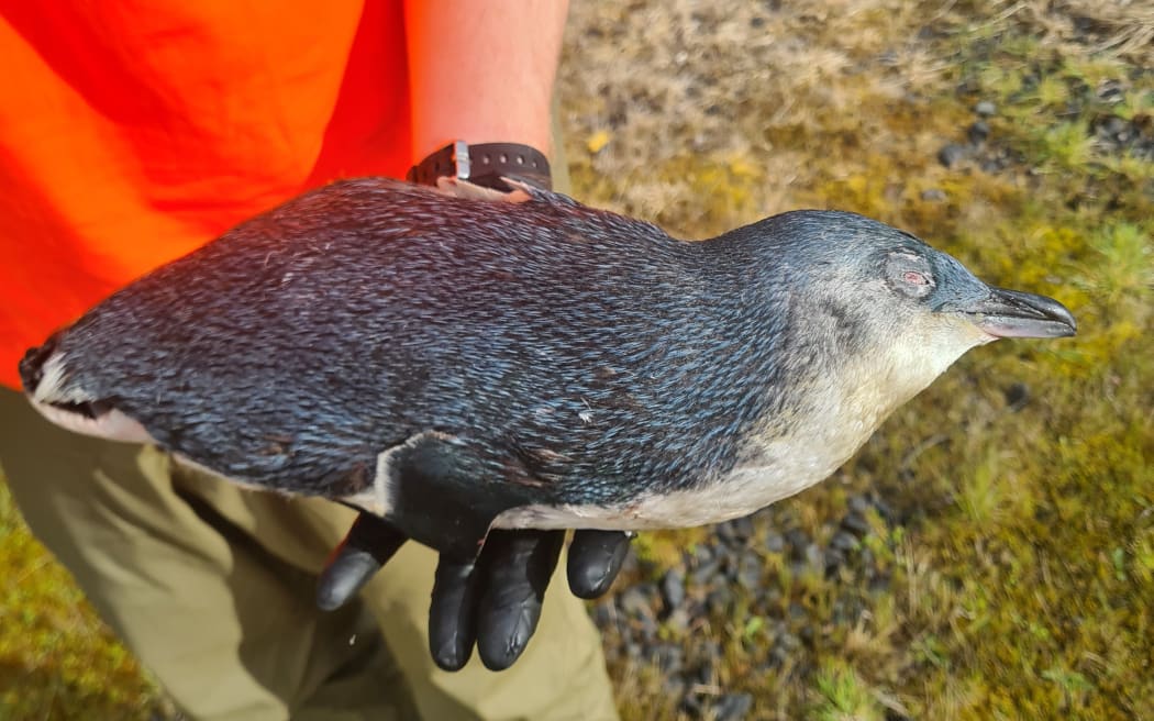 The penguin was found injured on the night of Sunday 28 September, but died soon after.