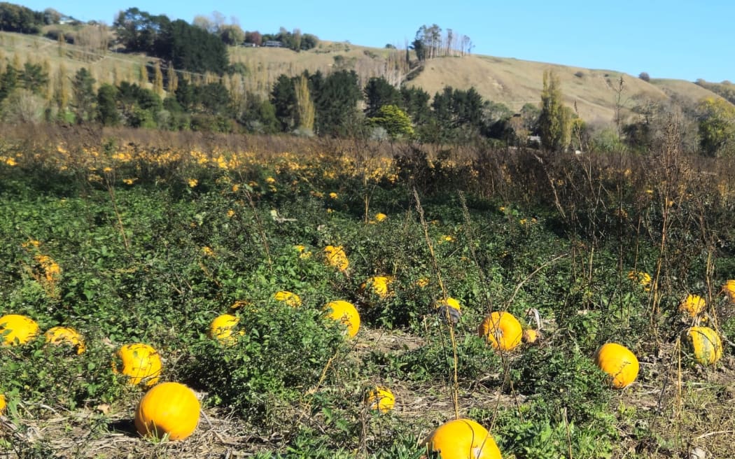 Pumpkin ready for harvest