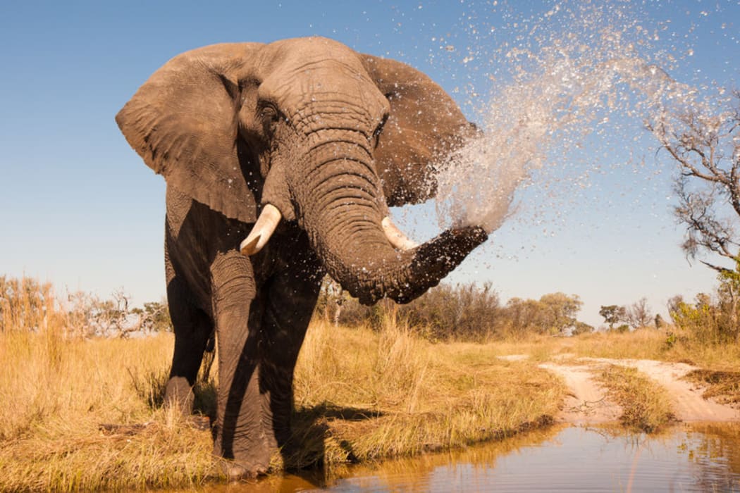 Wild African elephant in the wilderness