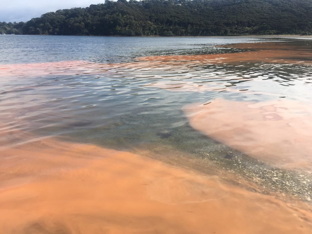 Red algae appeared on Saturday morning at Whakanewha, where the dolphins had stranded on Friday.