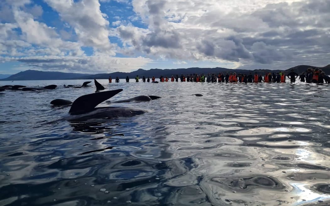 Pilot whales being refloated from the base of Farewell Spit in Golden Bay on Monday 22 February.
