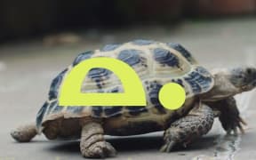 No hurry: Tortoise promises to slow down digital-age news.