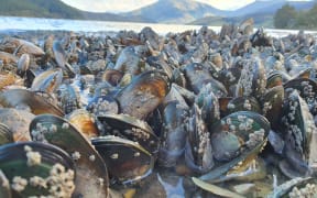 Wild mussel beds at top of South Island.