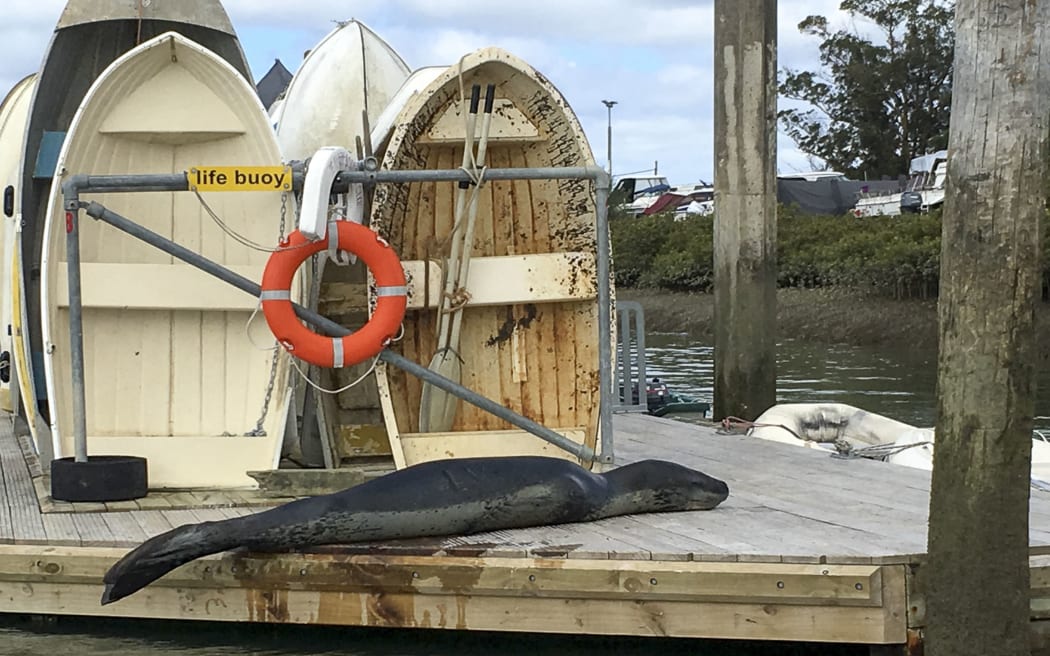 Owha, the leopard seal at Te Atatu Boating Club in Auckland