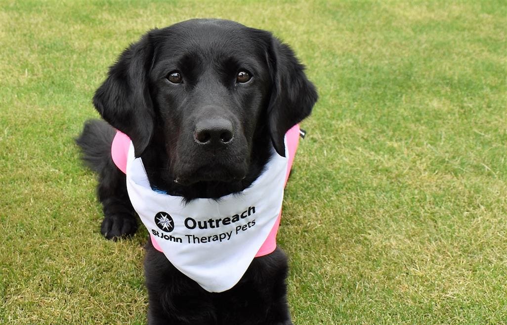 Isla the St John Outreach Therapy Dog