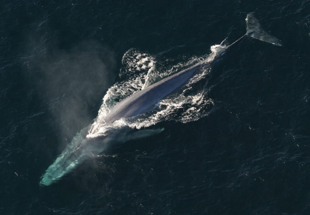 Antarctic blue whales, the world's largest animals, are one of the species studied during a six-week New Zealand/Australian expedition to Antarctica.
