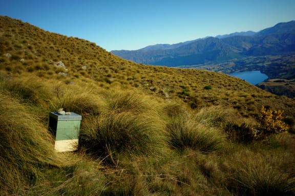 Jay Iwasaki is studying whether introduced honeybees compete with native bees, and he has introduced honeybee hives into his study area in the Remarkable Range above Queenstown.