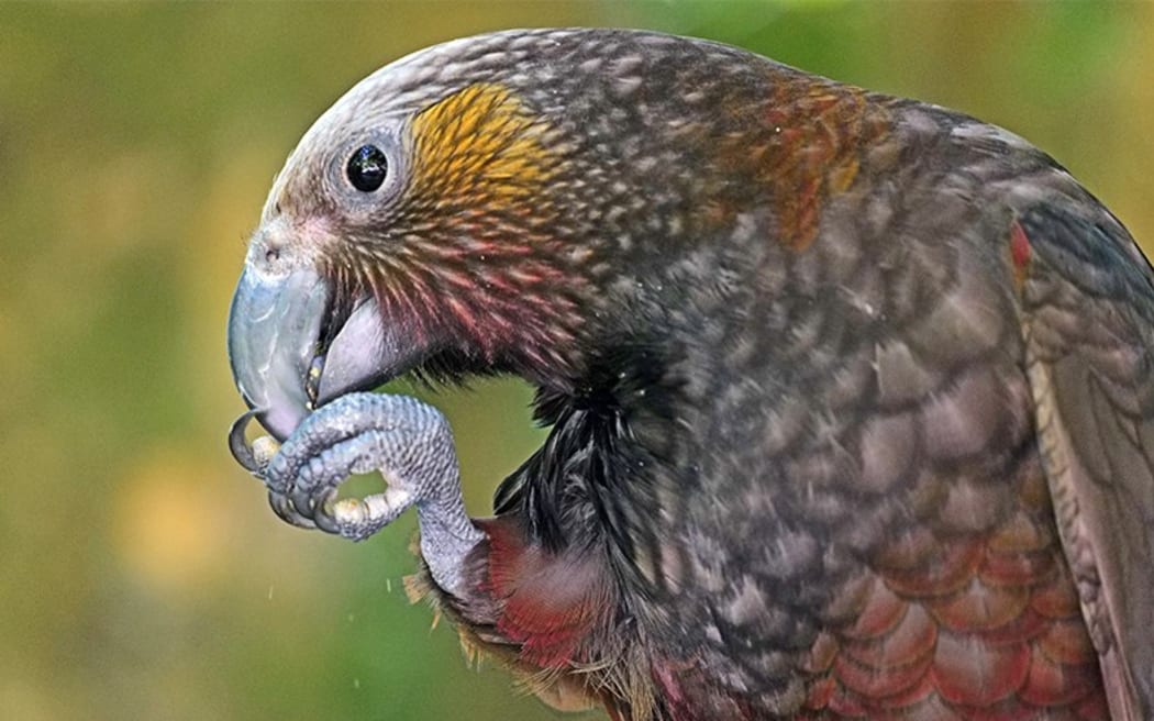 A Kākā at Zealandia Wildlife Reserve.