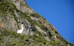 Cliff the Moa stares out from his perch on the hillside above Moa Point.