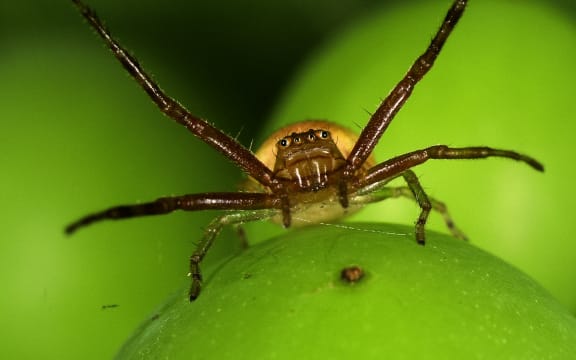 Crab spider munching on vegetation