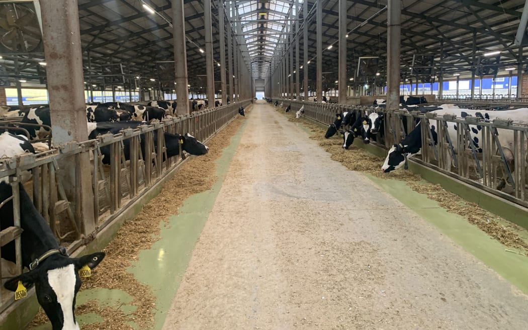 A large barn for dairy cows in Russia