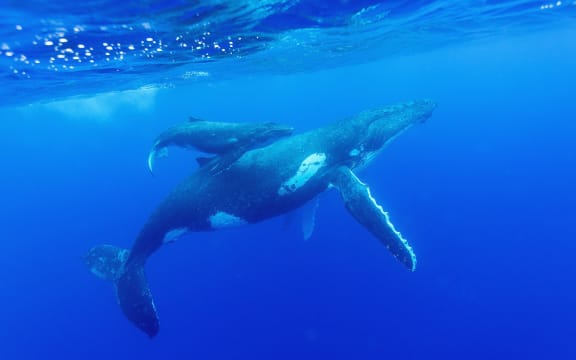 Humpback whale and calf in Niue