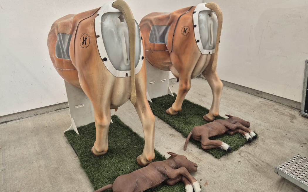 A learning farm, it includes life-like models of birthing cows and calves.