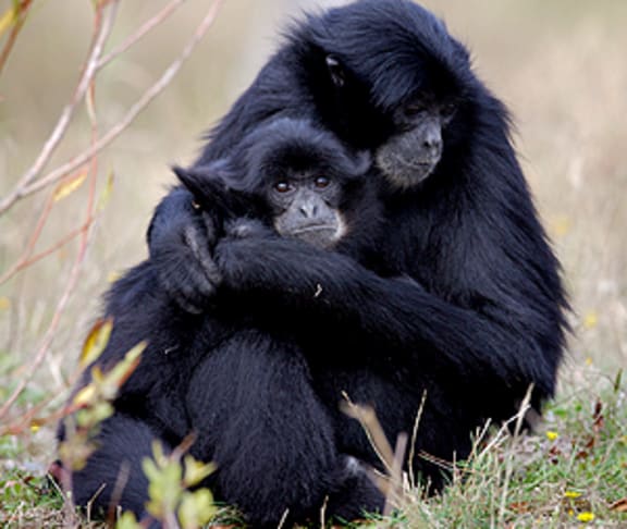 Two of Orana Wildlife Park's Siamang Gibbon apes.
