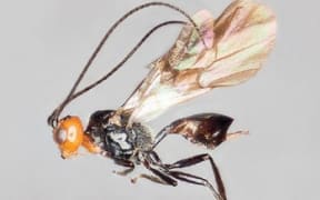 The 1 centimetre-long wasp Eadya daenerys.