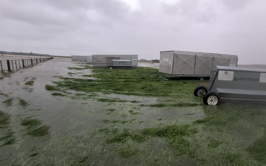 Animal rescue at Forage Farm Motukarara.