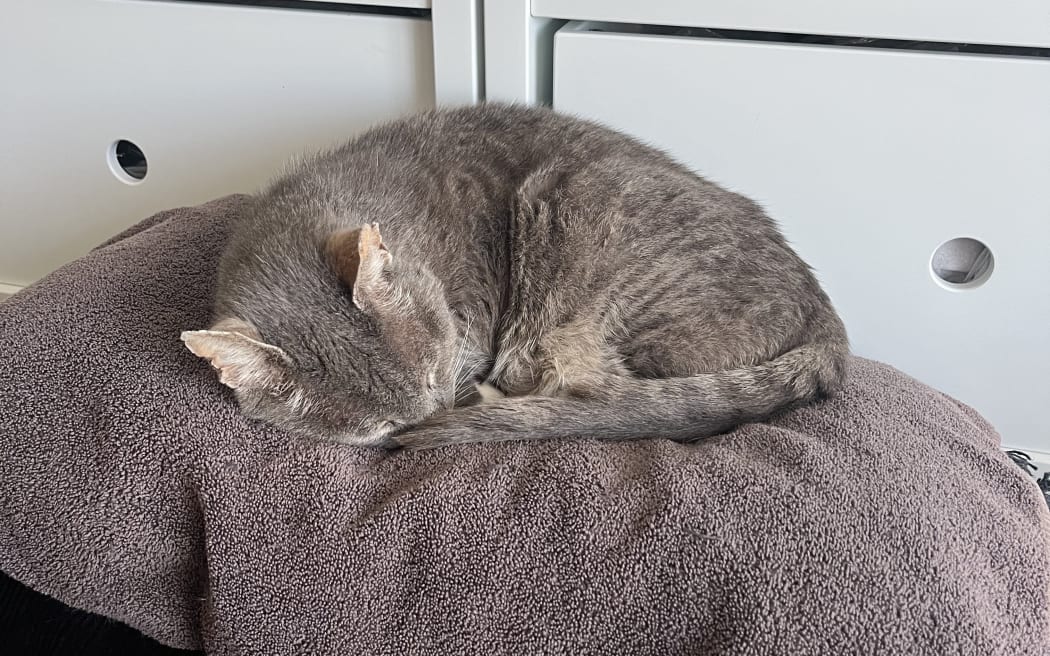 Mr Cat is very relaxed and listening to Concert FM.