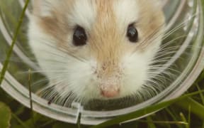 Young mouse