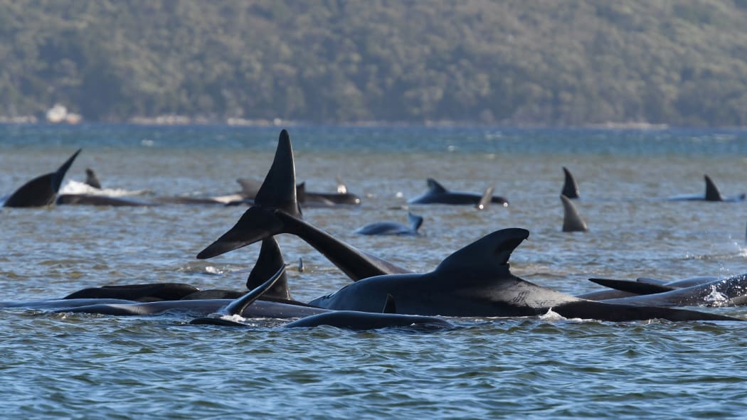 A pod of whales stranded on a sandbar in Macquarie Harbour on the rugged west coast of Tasmania on September 21, 2020.