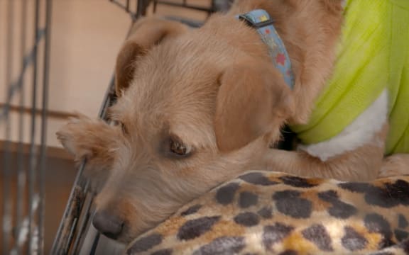 A rescued dog at the HUHA animal shelter. (screenshot)