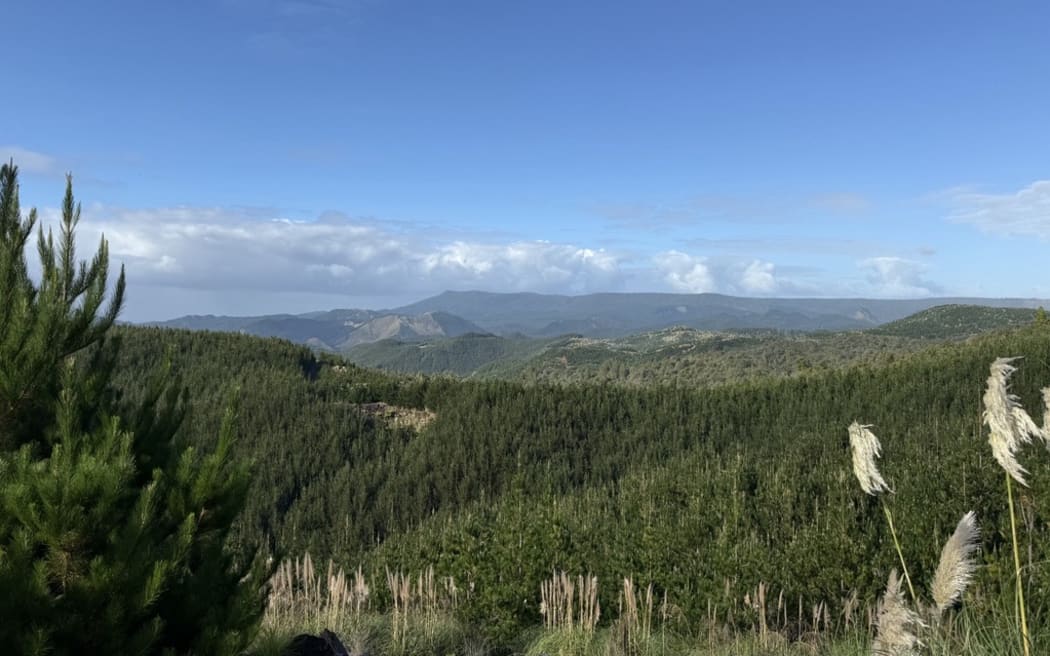 Ingka Investments the parent company of furniture giant Ikea has bought 10,000 hectares of production forestry in Northland.