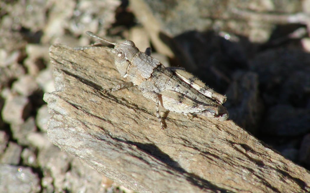 Sigaus Childi (grasshopper)