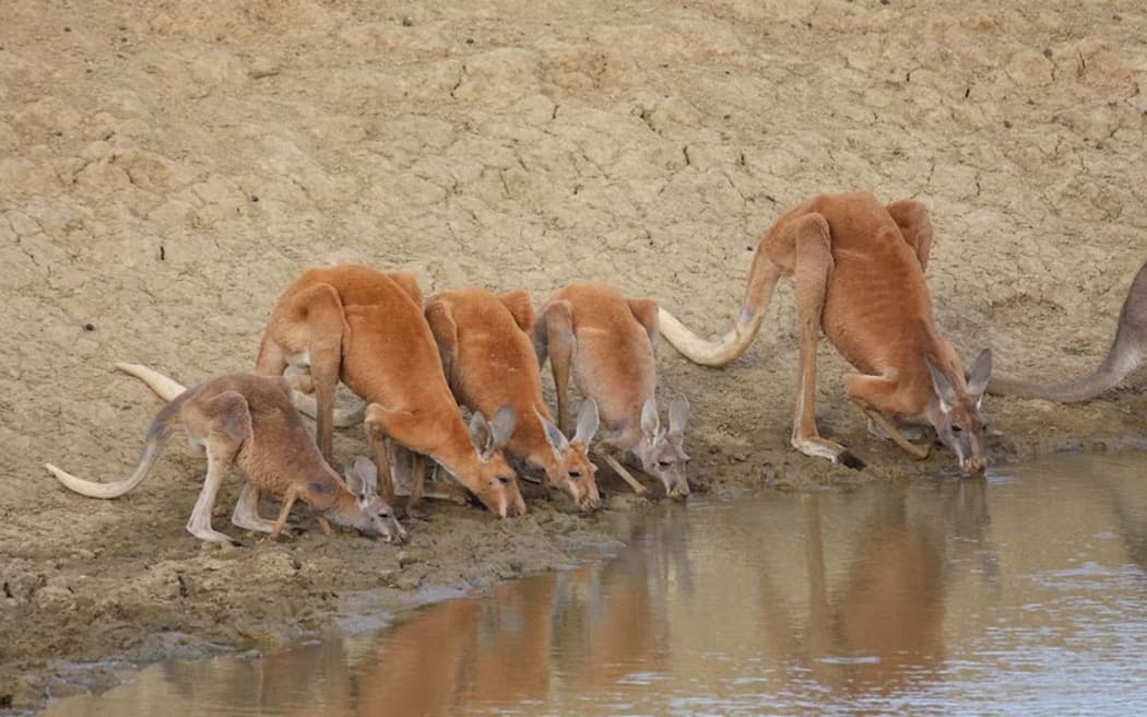 Grazing watering points are as popular for stock as they are to local kangaroo populations.