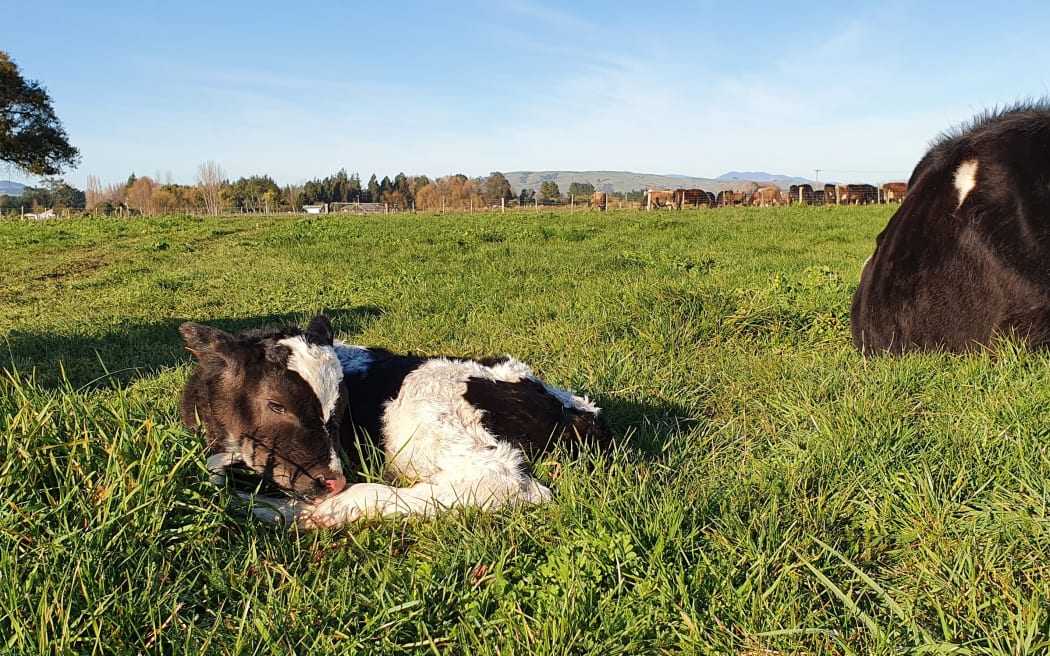 A newborn calf