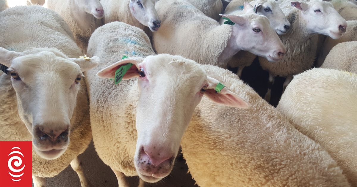 Owce są inteligentne i ważne pod wieloma względami.  Oto kilka faktów na temat owiec, które mogą Cię zaskoczyć