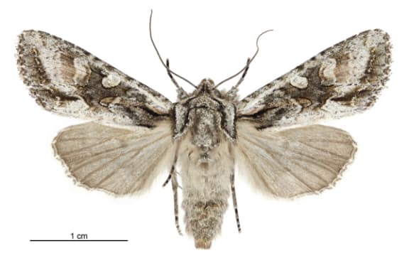 Kiwikiwi moth