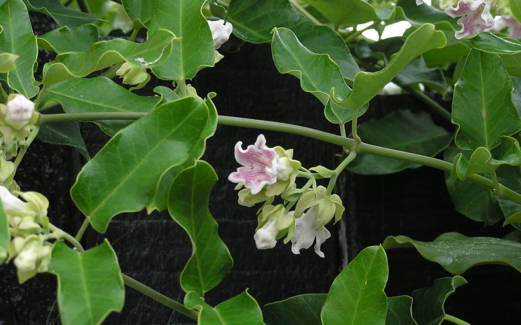 Moth plant