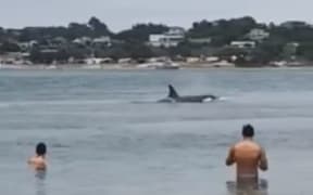 Orca at Mangawhai Harbour on New Year's Eve.