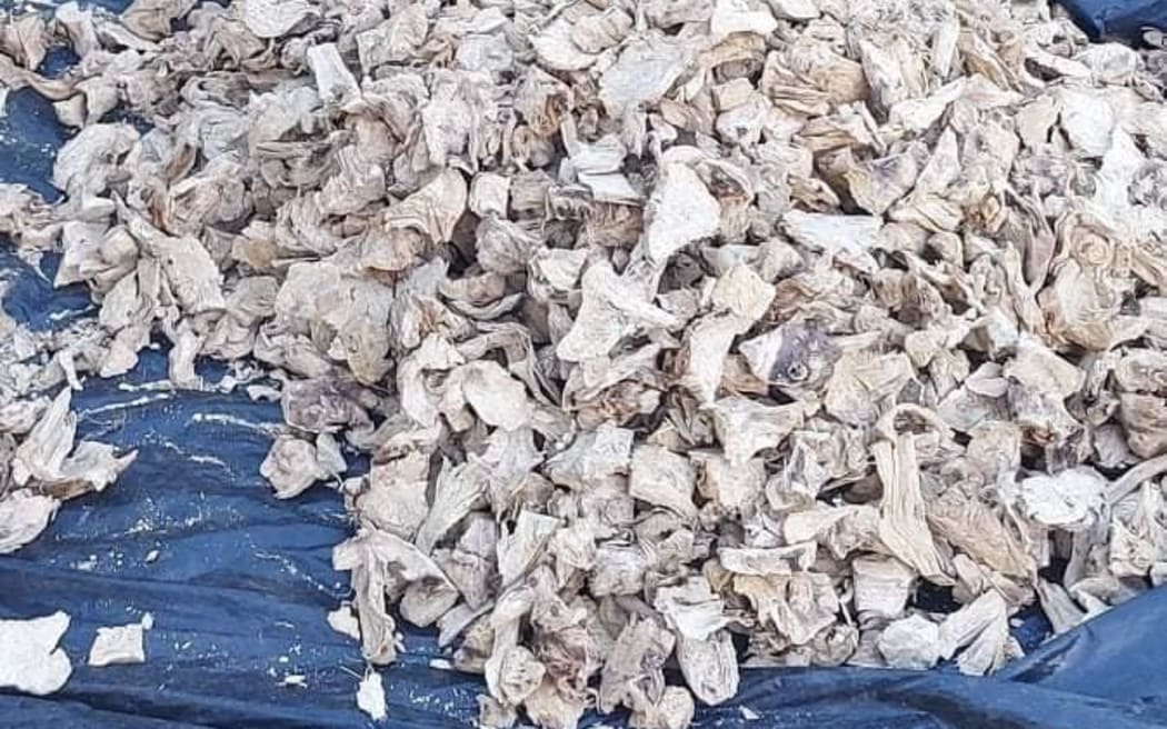 Ocean Kava Limited managing director Bilaki Enape Waizepa said currently PNG can only send roots to Fiji, but not the finished product.